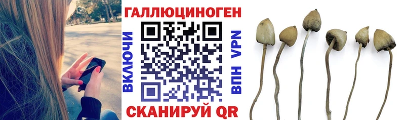 Купить где  Людиново  Галлюциногенные грибы Psilocybe 